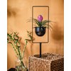 Siyah Ayaklı Saksıda Tillandsia 55 cm